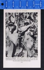 Borneo Proboscis Monkeys & South African Vervet Monkeys -1947 Wildlife Print