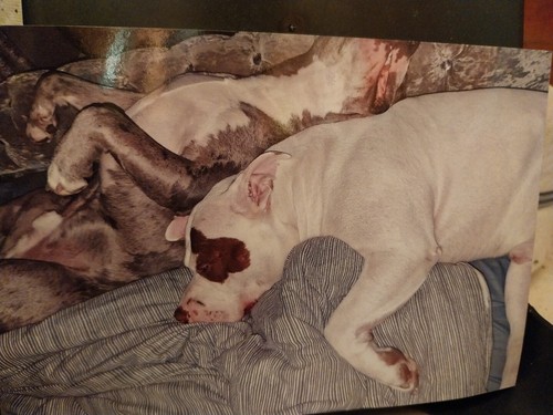 Photos Of 2 Very Unique Bulldogs. Both Have Beautiful Temperament - Picture 7 of 8