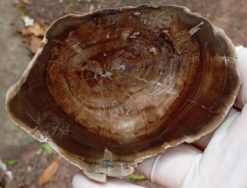 Triassic Woodworthia petrified conifer - Molteno Formation Zimbabwe - Picture 5 of 9
