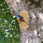Birds Hängende Nest hölzern hängende Hummingbirne Haus Garten Holzdekoration