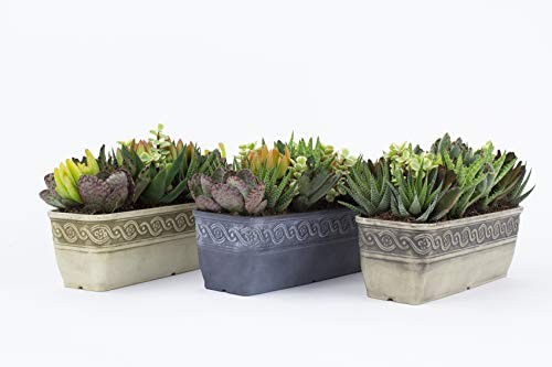 Corinthian Rectangular Planter Box w/Drain Plug - Small Succulent Pots for - Picture 2 of 5