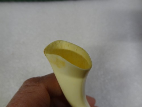 Vintage polierter Flügelknochen Truthahn Spielruf 8" trockener Hundegrat 3-teilig - Bild 4 von 15