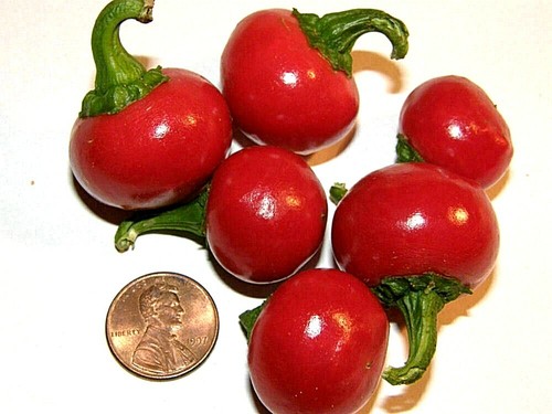 more #2 ASSORTED CHILI PEPPER SEEDS 25 varieties you choose hot mild all NON-GMO - Picture 31 of 78
