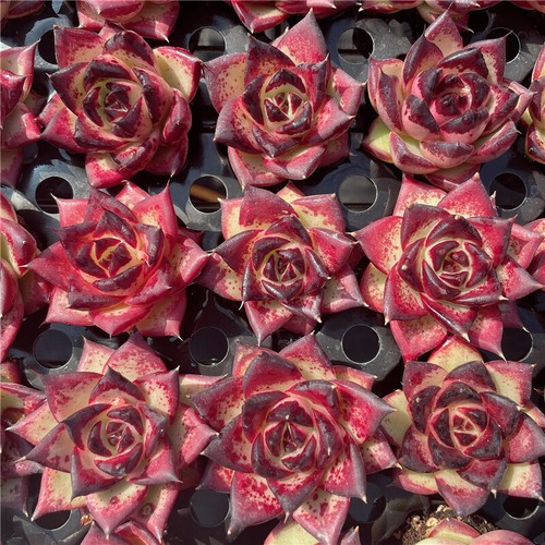 Echeveri agavoides 'Ébène plantes succulentes en pot décoration de jardin plantes 5-6 cm - Photo 7/12