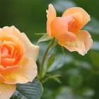 Foto 2 di 9
