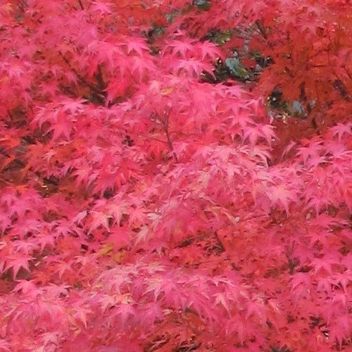Acero Rosso Giapponese "Acer Palmatum Red Flash" pianta in vaso ø18 cm - Foto 2 di 2