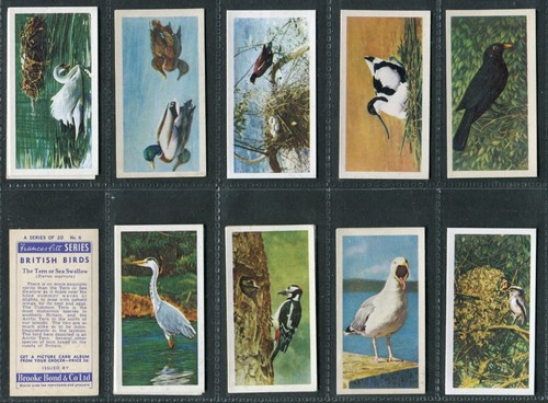 BROOKE BOND 1954 - "FRANCES PITT BRITISH BIRDS (Cream & White)" - PICK YOUR CARD - Picture 2 of 42