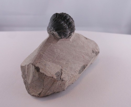 Trilobit Gerastos Fossil Marokko Gliederfüßer Fossilien Trilobite - Bild 27 von 50