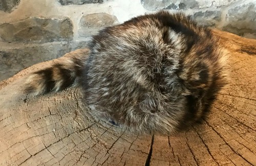 Vintage Canadian Coonskin Racoon Fur 