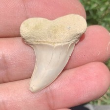 Carcharodon Planus Shark Tooth, Bakersfield CA, Mako, megalodon era