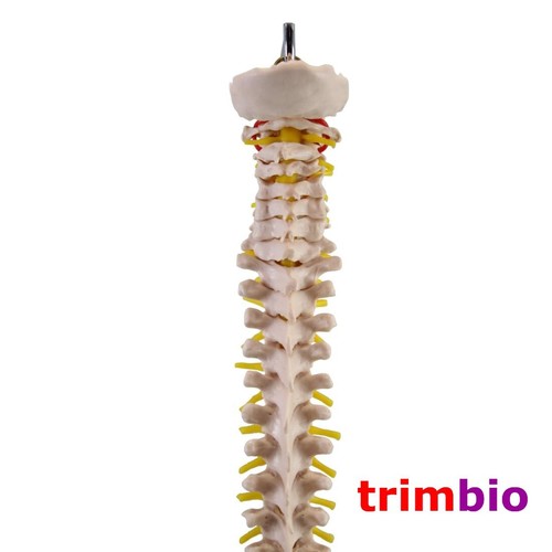 Modelo de columna vertebral tamaño natural con soporte modelo de capacitación médica educativa - Imagen 4 de 4