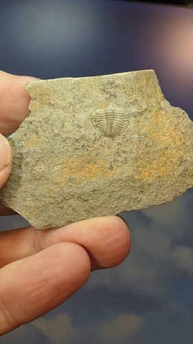Britischer Trilobit Ogyginus corndensis​ Heckteil, Wales. Wie abgebildet. Verpackt. - Bild 3 von 5