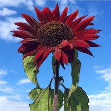 100 PCS Purple Sunflower seeds - Field  Violet Glow  