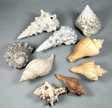 Sea Shell Specimens Lot 9 Mixed Species Beach Decor Nautical Ocean Hawaii