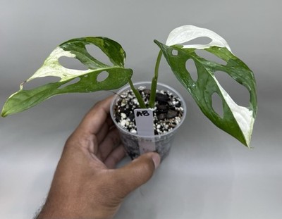 pine tree succulent Crassula Pin Tree (Crassula tetragona) – Succulent for Sale in South Africa main image 0
