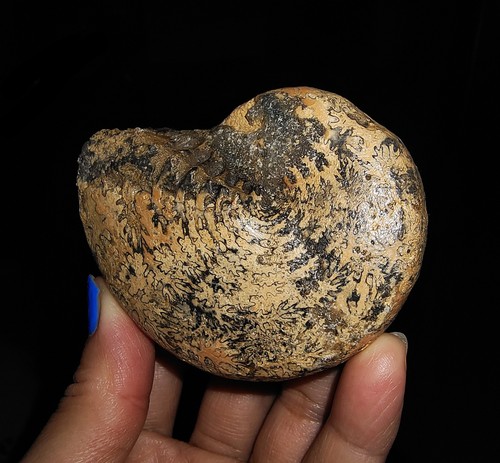 ¡¡¡INCREÍBLES AMONITAS!!! FÓSIL TRIÁSICO CLADISCITAS DE TIMOR, INDONESIA 70MM - Imagen 7 de 8