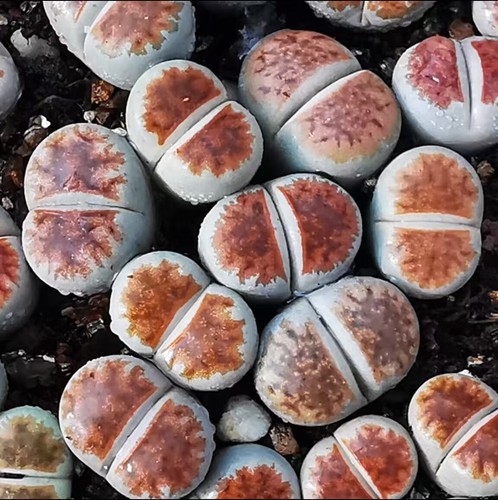 Multi Species Lithops Group Dinteranthus Schwantes Garden Decor Sale - Picture 19 of 47