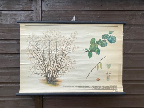 3 CARTAS BOTÁNICAS DE COLECCIÓN DE LA VIEJA ESCUELA DE HAMAMELIS DE ARCE Y ALBARICOQUE - Imagen 6 de 17