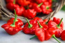 Red Brazilian Starfish Pepper Seeds (20) / ORGANIC / Hot / FL GROWN / RARE
