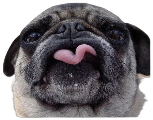 PUG - Etiquetas de dirección de devolución - 1" x 2 5/8" - Personalizadas - Imagen 22 de 34