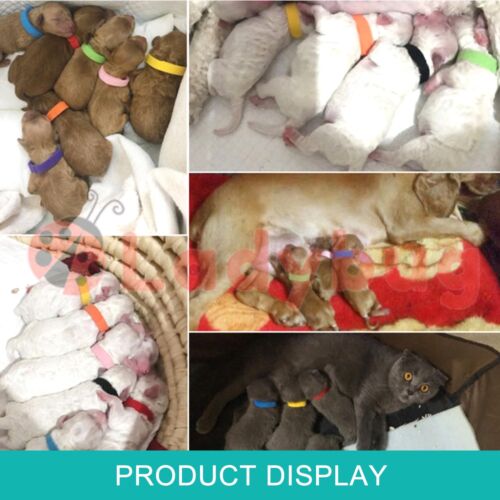 12 Colours Whelping ID Collar Bands Pet Puppy Kitten Identification Collar Tags - Picture 3 of 6