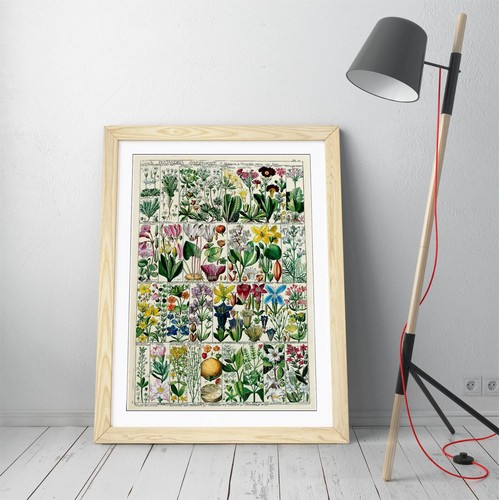 RAINBOW VINTAGE FLORAL BOTANICAL CHART -FRAMED ART PICTURE PAPER PRINT - Picture 6 of 10
