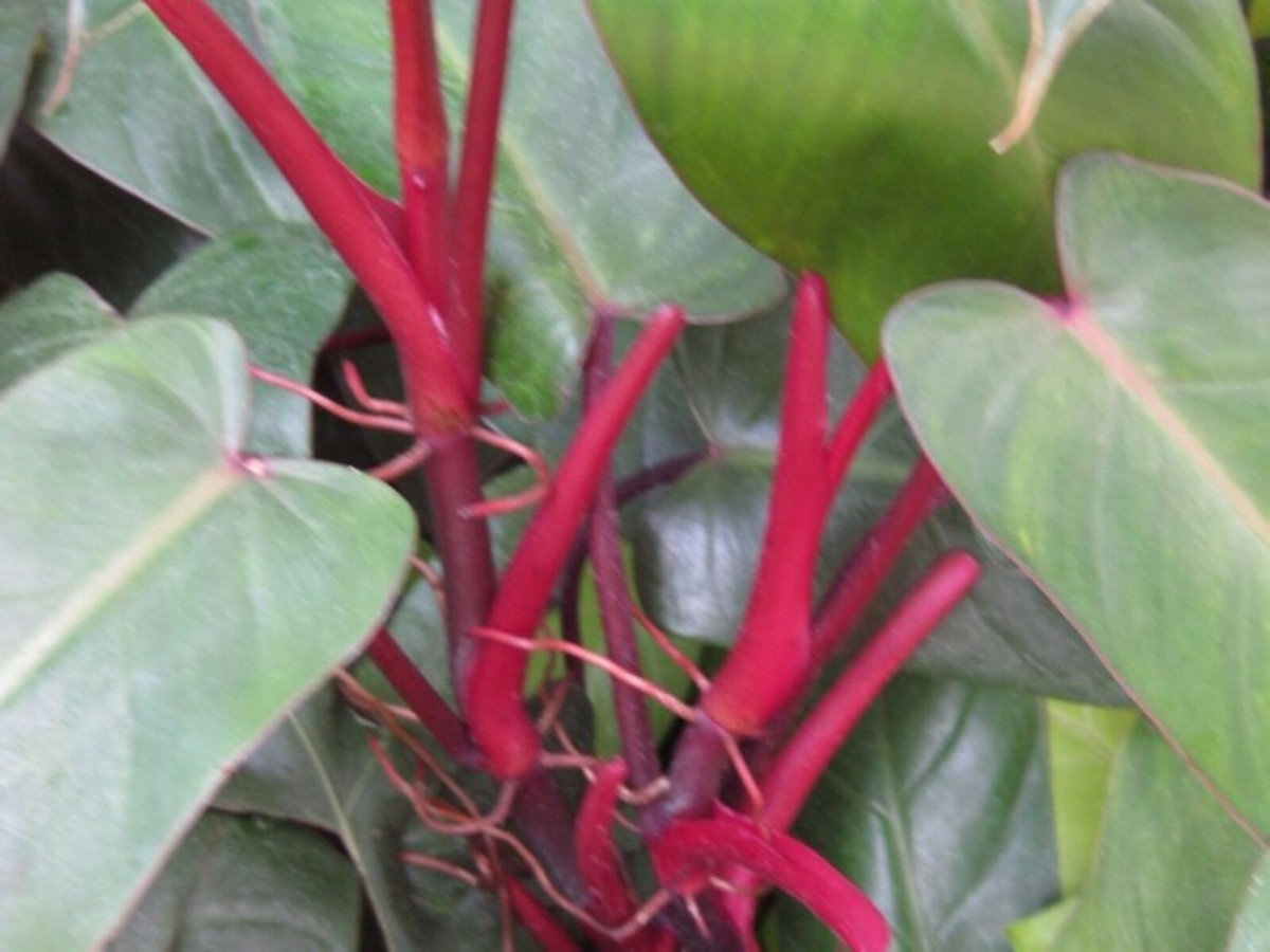 Philodendron Red Emerald (Philodendron Erubescens), 1 year old plant | eBay