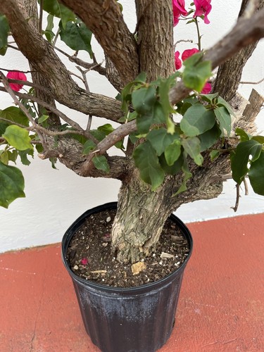 Magenta 35+ Yr Old Bougainvillea Bonsai- Rare Old Growth Red Flowers - Picture 11 of 24