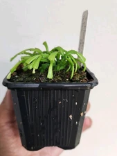 Schlumbegera Lutea Subsp. Bradei rooted