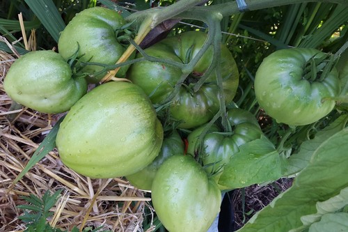 10 graines de tomate rare Cœur de bœuf Rose ukrainien tomato seeds méth.bio - Imagen 9 de 11