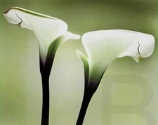 Lily 14 x 11" Photo Print