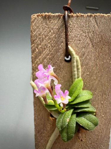 Schoenorchis Seidenfadenii No. 1