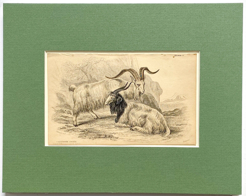 Kaschmir Ziegen Stahlstich von Lizars aus Jardine The Naturalist's Library 1843 - Bild 3 von 3