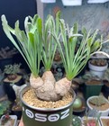 Rare liveSucculent Plant Euphorbia crispa Caudex WYSIWYG Garden Décor