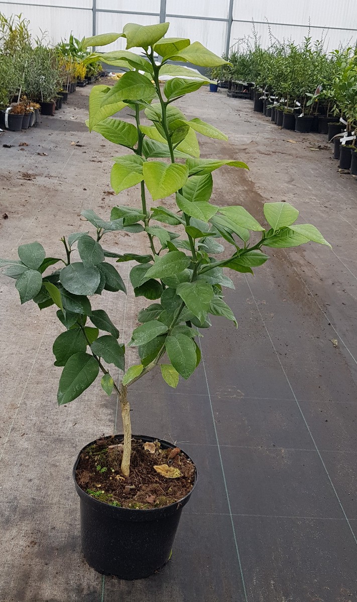 Cédrat rouge Pigmentata greffé sur Poncirus en pot de 5 litres pour jardin
