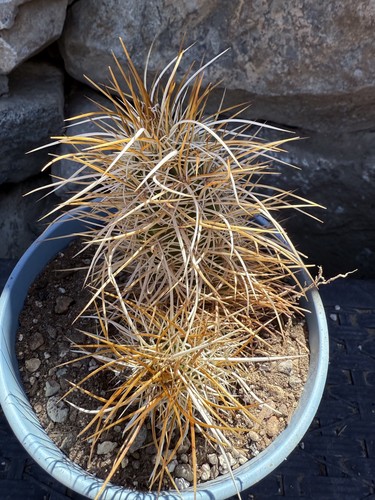 Echinocereus Engelmannii - Hedgehog Cactus