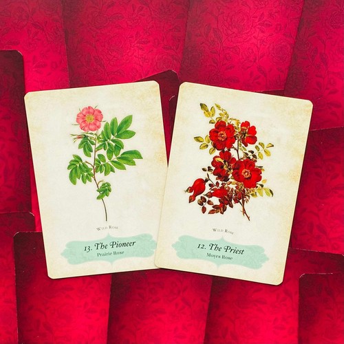 Oracle Of The Roses Cards Rockpool Cheralyn Darcey 44 Divinely Illustrated NEW - Foto 5 di 14