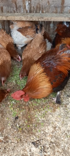 6 wheaten marans hatching eggs