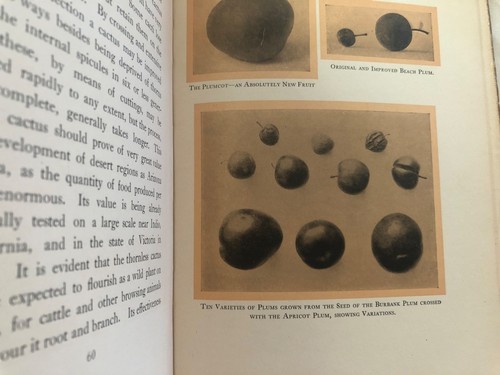 THE SCIENTIFIC ASPECTS OF LUTHER BURBANK'S WORK JORDAN & KELLOGG 1909 - Picture 8 of 9