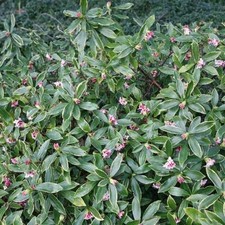 Daphne Odora Aureomarginata Daphne Shrub Plant Fragrant Pink Flowers 2L