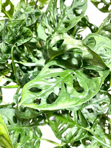 Monstera Adansonii Swiss Cheese Plant Live 17-20" Overall Height 8" Hanging Pot - Picture 6 of 11
