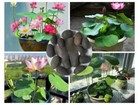 10x Lotus Blumensamen handverlesen Wasserpflanzen Wasser Garten Samen grains