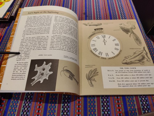 Vintage 1958 Children's THE WEETABIX WONDER BOOK OF BIRDS John Rignall PB Vgc - Picture 6 of 10