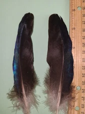 1 Pair Iridescent Blue Peacock Wing Feathers 6"fly tying crafts cruelty-free B21