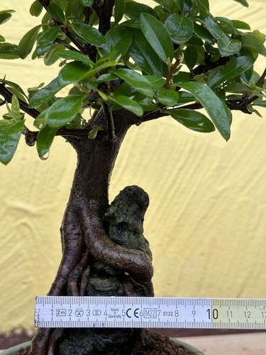 Joe Bonsai Japanischer Feuerdorn ohne Dornen Pyracantha 20 Jahre Schale Japan - Bild 2 von 14