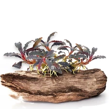 Bucephalandra Kedagang Red | Aquarium Plants Factory®