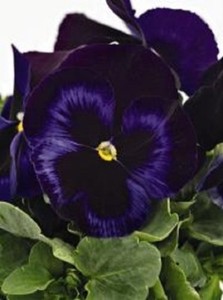 35 Annual Flower Seeds Pansy Inspire Blue Velvet