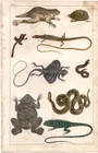 Goldsmith 1847 Antique hand-colored print: Lizards, snakes, frogs,  reptiles