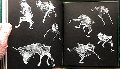 1969 Leen WORLD of BATS: A PHOTOGRAPHIC STUDY 171pp/HB/PHOTOS BW/COLOR Nice - Picture 12 of 12