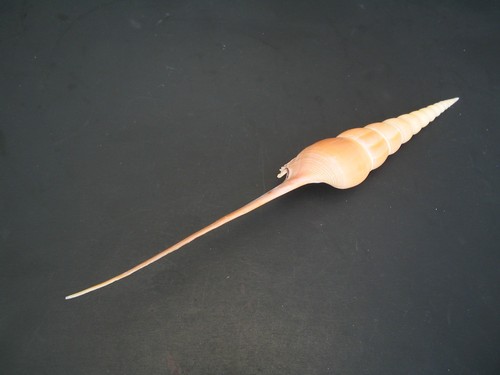 Collector Fave...TIBIA FUSUS~273,2mm/10 3/4"~Philippine SEASHELL - Bild 3 von 3